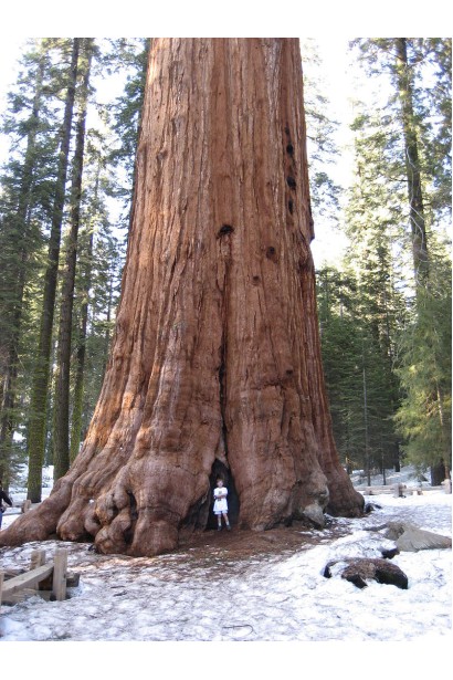 Мамонтовое дерево